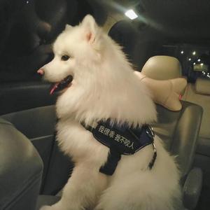 黄色电影一级人跟动物
